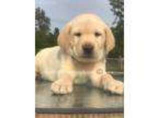 Labrador Retriever Puppy for sale in Ambrose, GA, USA