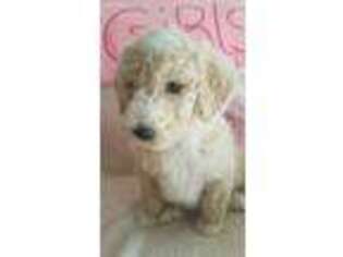 Goldendoodle Puppy for sale in Hastings, MN, USA