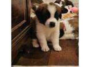 Saint Bernard Puppy for sale in Blackstone, MA, USA