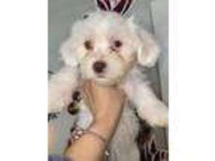 Havanese Puppy for sale in Reading, PA, USA