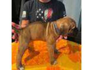 Cane Corso Puppy for sale in Corona, CA, USA