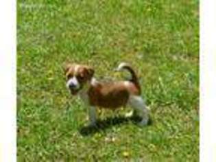 Jack Russell Terrier Puppy for sale in Viper, KY, USA