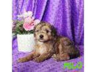 Mutt Puppy for sale in Chicago, IL, USA