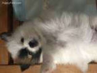 Pomeranian Puppy for sale in Hightstown, NJ, USA