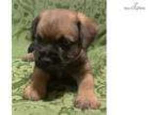 Border Terrier Puppy for sale in Canton, OH, USA