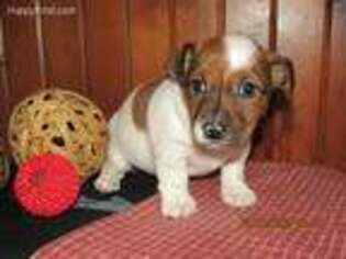 Jack Russell Terrier Puppy for sale in Holmesville, OH, USA