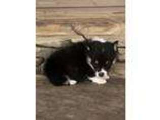 Pembroke Welsh Corgi Puppy for sale in Lineville, AL, USA