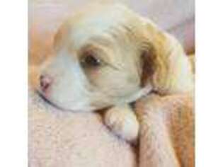 Cavapoo Puppy for sale in Greensboro, GA, USA