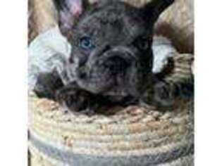 French Bulldog Puppy for sale in Ceres, CA, USA