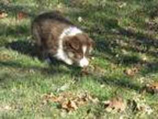 Border Collie Puppy for sale in Glencoe, MN, USA