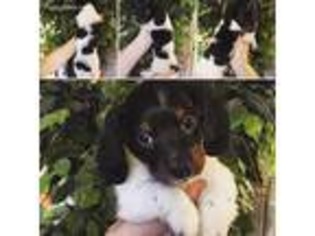 Dachshund Puppy for sale in Pittsburg, KS, USA