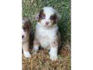 Miniature Australian Shepherd Puppy for sale in Russell, MN, USA