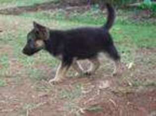 German Shepherd Dog Puppy for sale in Newfield, NY, USA