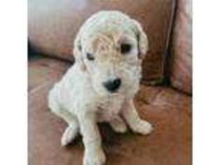 Goldendoodle Puppy for sale in Youngsville, NC, USA