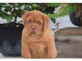 American Bull Dogue De Bordeaux Puppy for sale in Lebanon, PA, USA