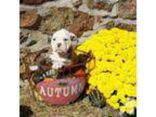 Olde English Bulldogge Puppy for sale in YORK, PA, USA
