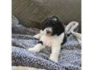 Mutt Puppy for sale in Vassalboro, ME, USA