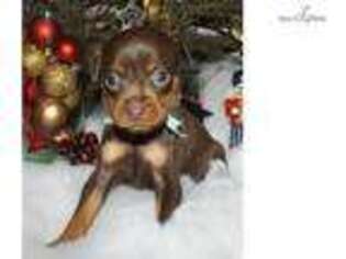 Miniature Pinscher Puppy for sale in Saint Louis, MO, USA