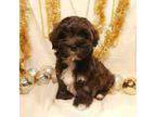 Havanese Puppy for sale in Huron, SD, USA