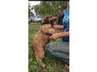 Labradoodle Puppy for sale in New Ulm, TX, USA