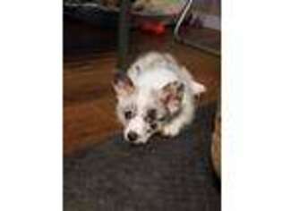 Cardigan Welsh Corgi Puppy for sale in Charleston, AR, USA