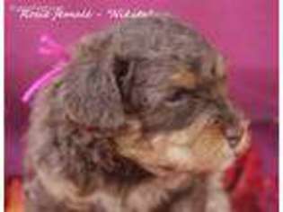 Labradoodle Puppy for sale in Hurt, VA, USA