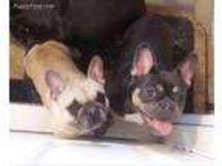 French Bulldog Puppy for sale in Rosholt, WI, USA