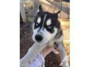 Siberian Husky Puppy for sale in TROUTDALE, OR, USA