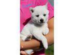 Shiba Inu Puppy for sale in Bernville, PA, USA