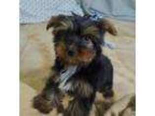 Yorkshire Terrier Puppy for sale in Grand Island, NE, USA