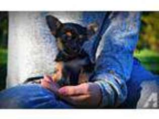Chorkie Puppy for sale in OREGON CITY, OR, USA