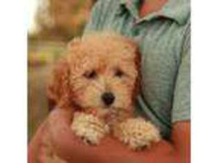 Goldendoodle Puppy for sale in Spencerville, IN, USA