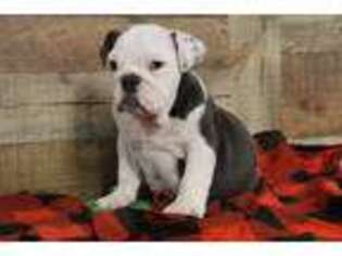 Bulldog Puppy for sale in Chouteau, OK, USA