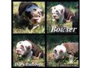 Bulldog Puppy for sale in Duncan, OK, USA