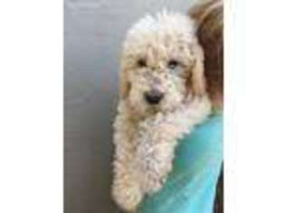 Labradoodle Puppy for sale in Modesto, CA, USA