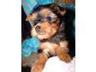 Mutt Puppy for sale in DARLINGTON, SC, USA