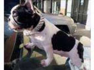 French Bulldog Puppy for sale in MILILANI, HI, USA