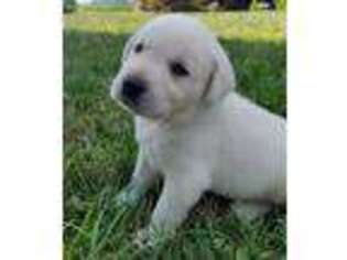 Labrador Retriever Puppy for sale in Sharpsville, IN, USA