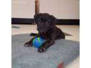 Cane Corso Puppy for sale in Hudson, NH, USA