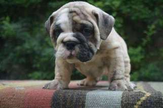 Bulldog Puppy for sale in Bryan, TX, USA