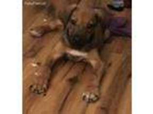 Rhodesian Ridgeback Puppy for sale in Lavaca, AR, USA