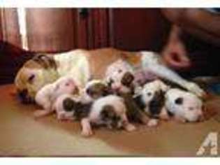 Bulldog Puppy for sale in KNIGHTDALE, NC, USA