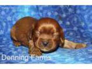 Cavalier King Charles Spaniel Puppy for sale in Houghton, IA, USA