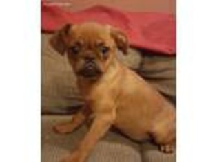 Brussels Griffon Puppy for sale in Arundel, ME, USA