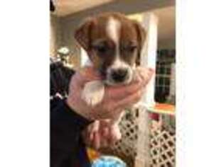 Jack Russell Terrier Puppy for sale in North Attleboro, MA, USA