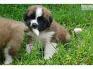 Saint Bernard Puppy for sale in Syracuse, NY, USA