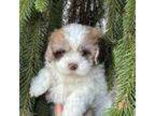 Shih-Poo Puppy for sale in Murray, KY, USA