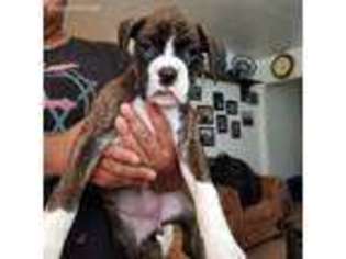 Boxer Puppy for sale in Desert Center, CA, USA