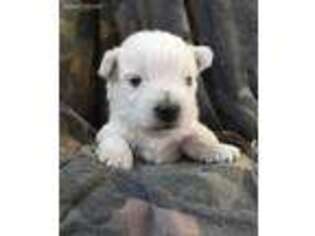 West Highland White Terrier Puppy for sale in Scurry, TX, USA