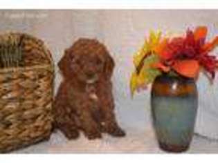 Cavapoo Puppy for sale in Turbotville, PA, USA